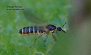 Apiloscatopse flavicollis 2