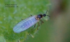 Apiloscatopse flavicollis 1