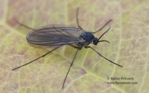 Boletina cf. gripha