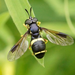 BRACHYCERA-kärpäset (Syrphidae – Xylophagidae)