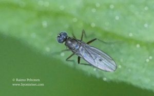 Campsicnemus cf. loripes 1