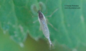Chaoborus cf. crystallinus