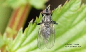 Chirosia sp. 1