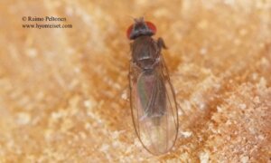 Chymomyza caudatula 1