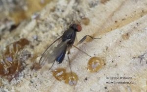 Chymomyza costata 2