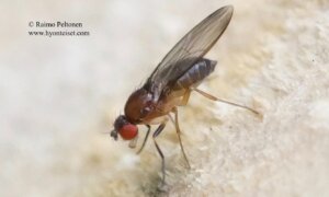 Chymomyza costata 4