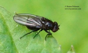 Coenia sp.