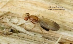 Clusiodes ruficollis 2