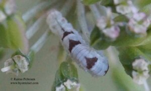 Eupithecia tripuncktaria