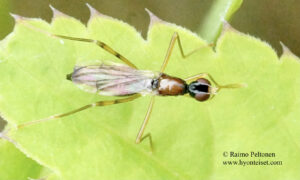 Neria ephippium