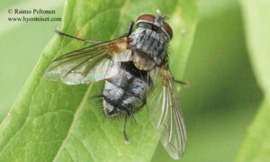 Carcelia cf. puberula 1