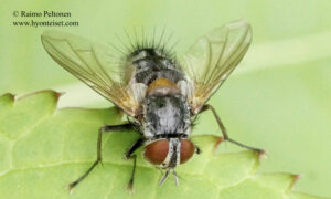 Carcelia cf. puberula 2