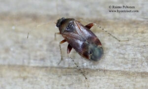 Psallus variabilis
