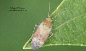 Psallus haematodes 2