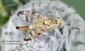Terellia tussilaginis