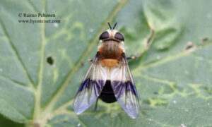 Leucozona inopinata 2