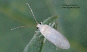 cf. Orthotylus tenellus