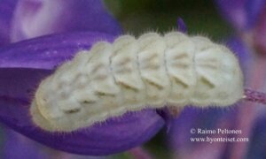 Callophrys rubi 3