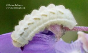 Callophrys rubi 4