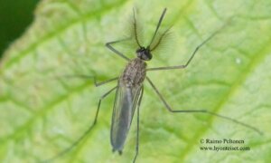 Aedes rossicus 1