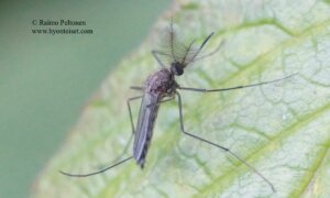 Aedes rossicus 2