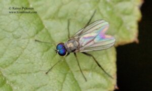Diaphorus oculatus 1