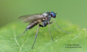 Diaphorus oculatus 2