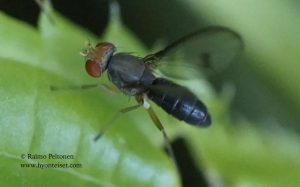 Diastata vagans