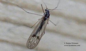 Dixella borealis