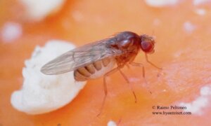 Drosophila cf. melanogaster 2