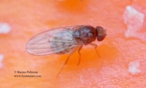 Drosophila cf. melanogaster 1