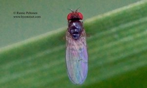 Drosophila cf. testacea 1