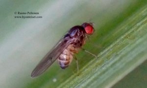 Drosophila cf. testacea 2