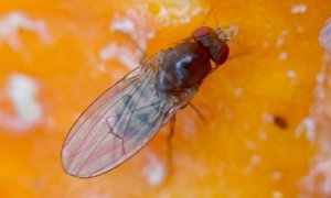 Drosophila cf. testacea 3