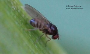 Drosophila cf. unimaculata 2