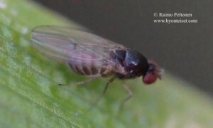 Drosophila cf. unimaculata 1