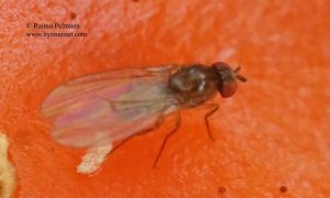 Drosophila picta 1