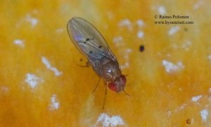 Drosophila quinqria-ryhmä