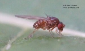 Drosophila testacea 2