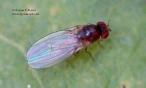 Drosophila testacea 1