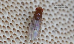 Drosophila transversa 1