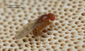 Drosophila transversa 2