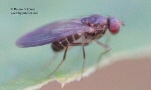 Drosophila tristis 2