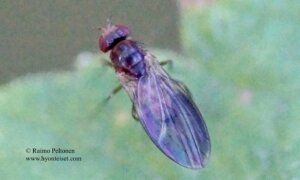 Drosophila tristis 1