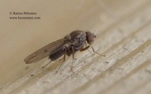 Drosophila viriis-ryhmä 2