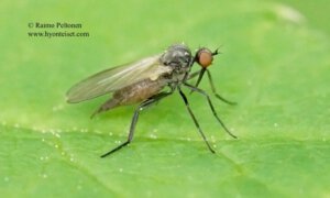 Empis (Empis) sp. 2