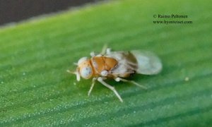 Encyrtidae: Microterys sp.1