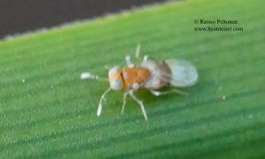 Encyrtidae: Microterys sp. 2