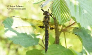 Epitheca bimaculata