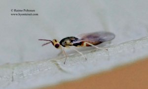 Eulophidae: Cirrospilus diallus